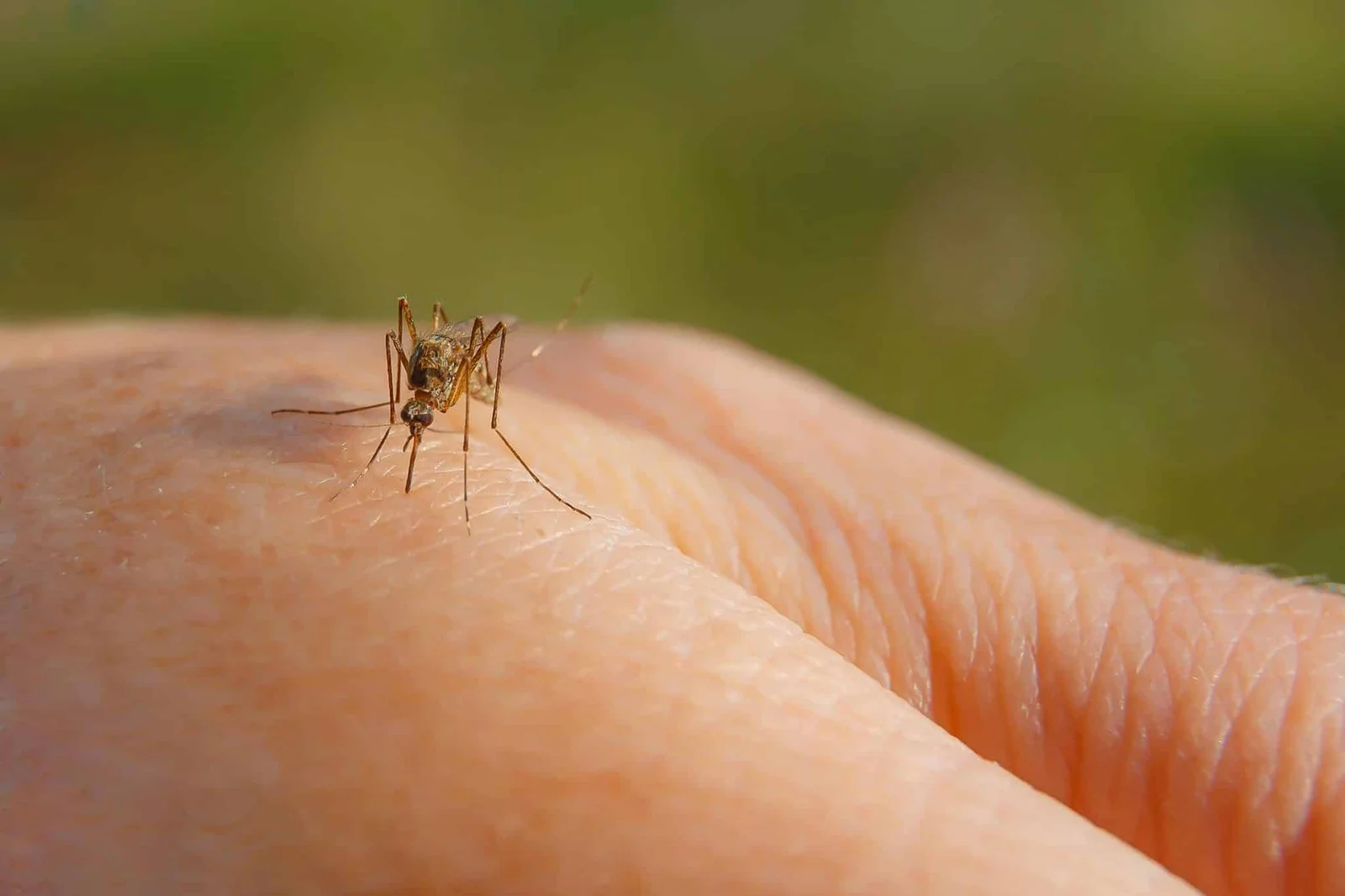 Eastern-Equine-Encephalitis-virus